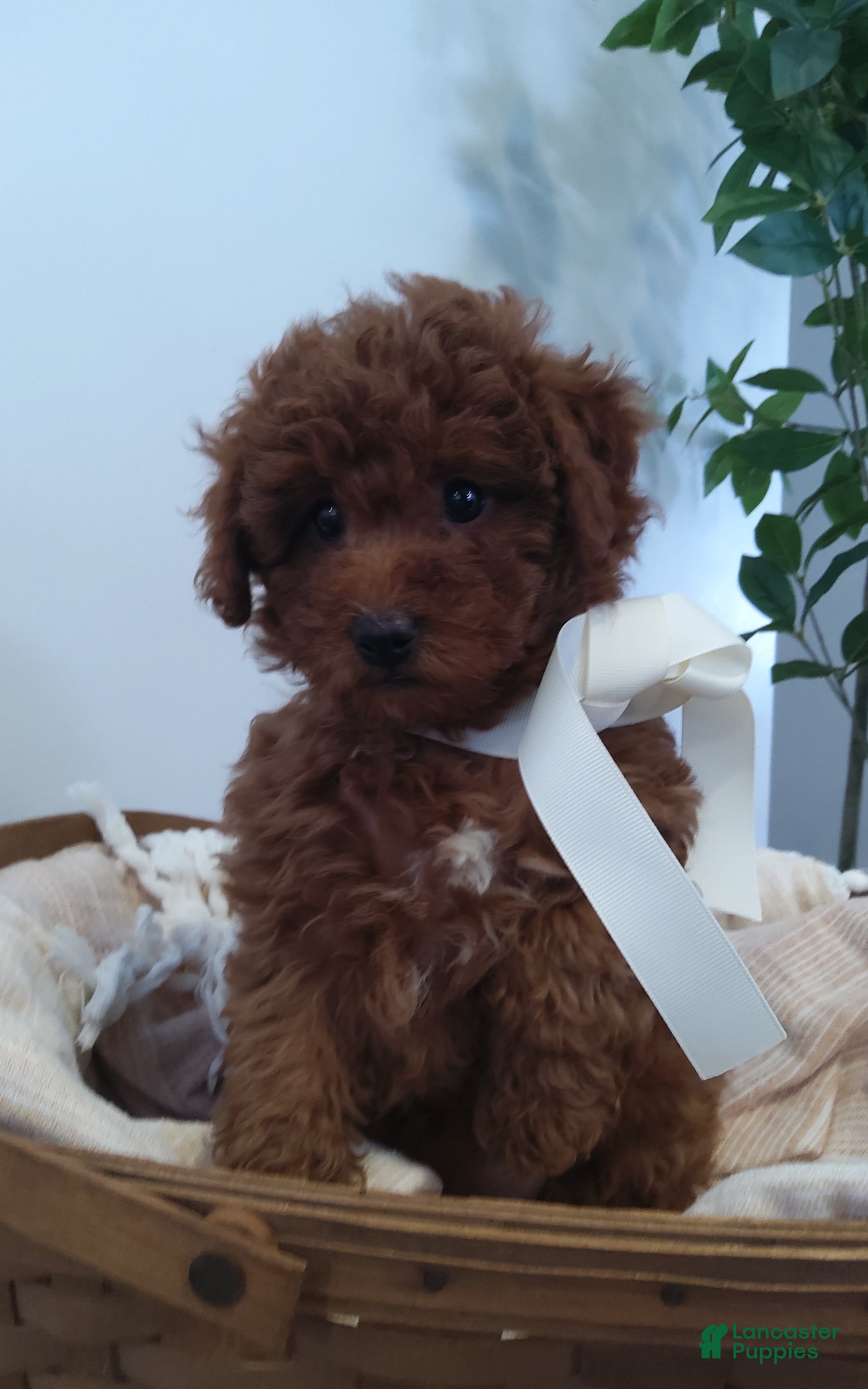 Miniature Poodle dogs Miniature Poodle Puppy 3 - Ad 2