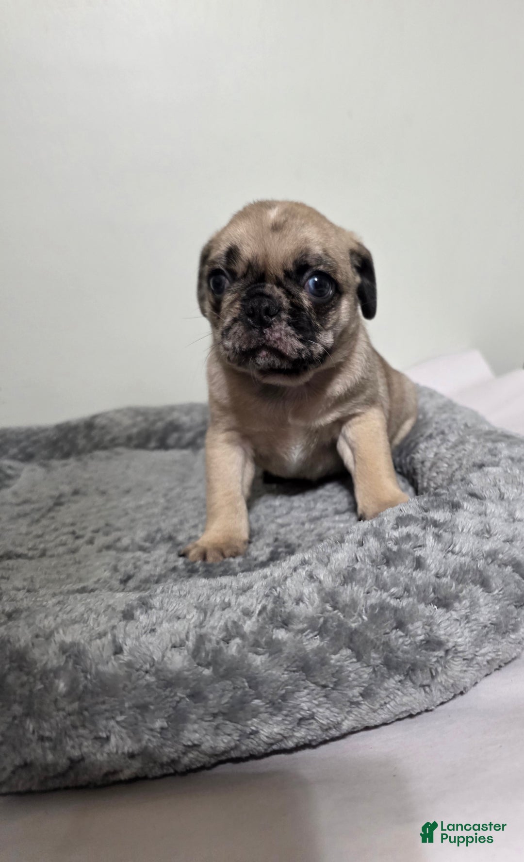 Pug dogs for sale: Pug Puppy lulu - Ad 2