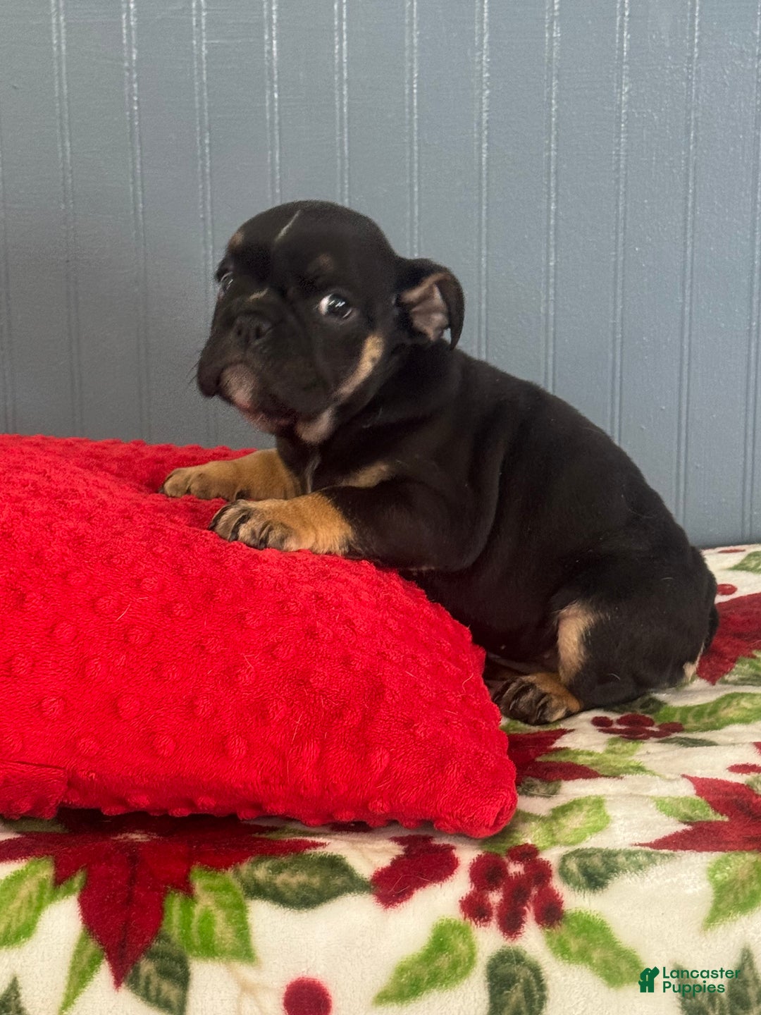 English Bulldog dogs for sale: Lilly  - Ad 3