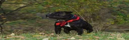 Staffordshire Bull Terrier dogs for sale: Moose 🐶 - Ad 21