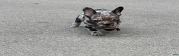 French Bulldog dogs for sale: Male Isabella Merle Puppy - Ad 9