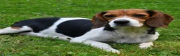 Beaglier dogs for sale: Cory - Ad 6
