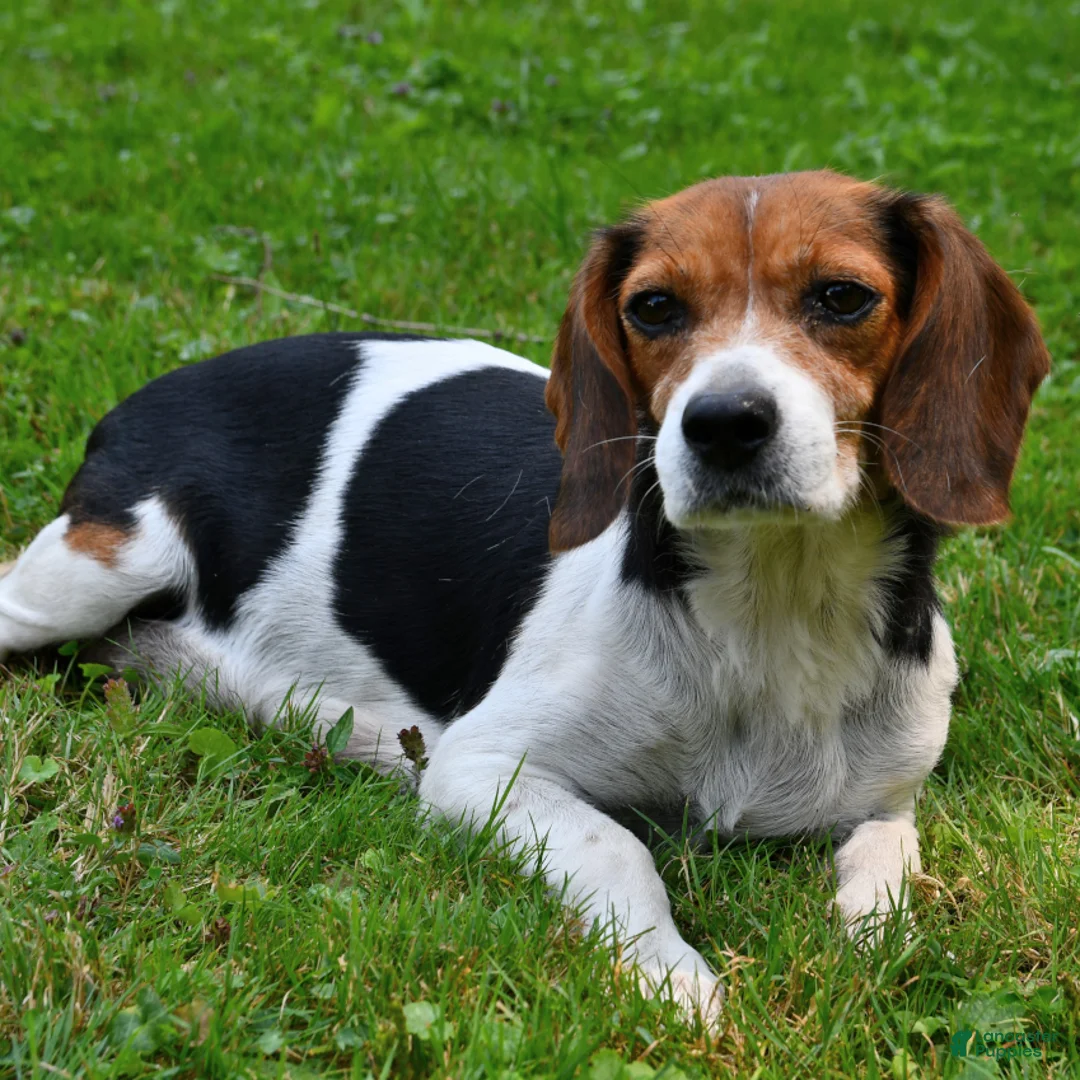 Beaglier dogs for sale: Cory - Ad 6