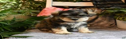 Miniature Schnauzer dogs for sale: Milo - Ad 3