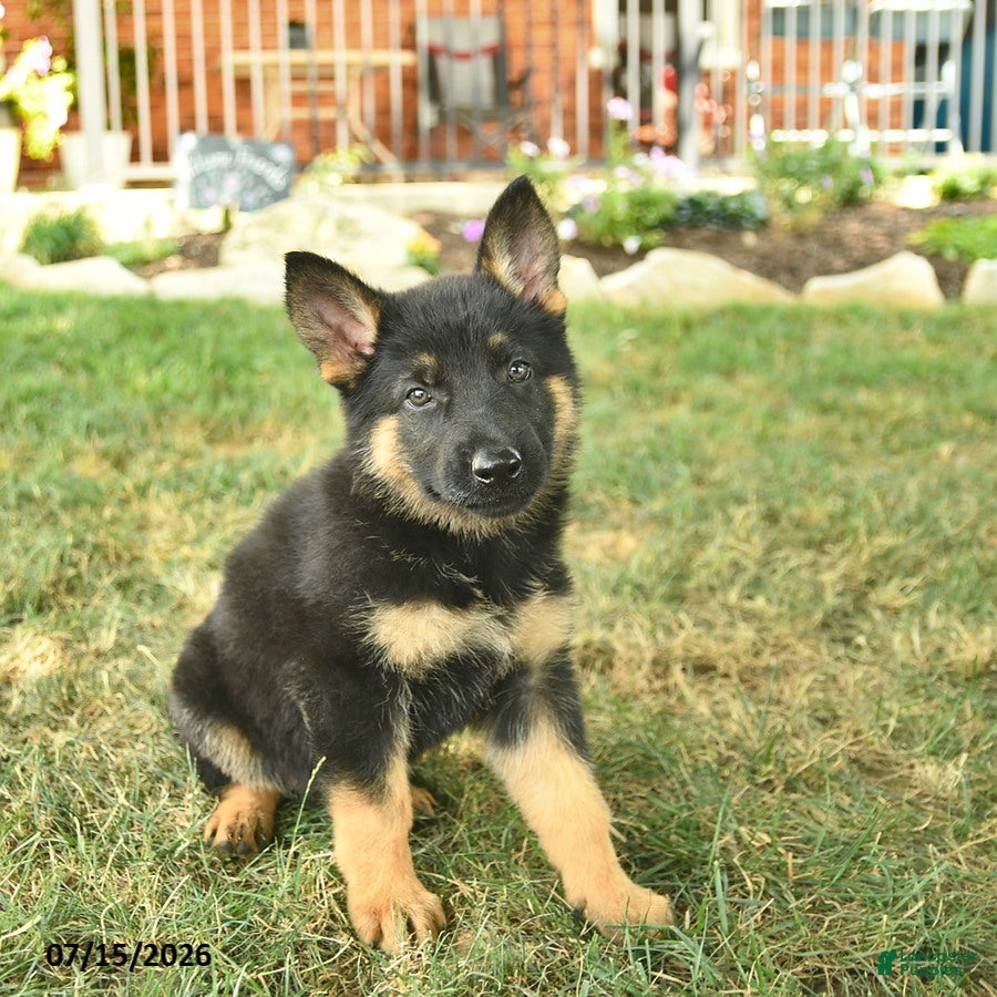 German Shepherd dogs Twinkle  - Ad 2