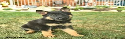 German Shepherd dogs for sale: Twinkle  - Ad 2