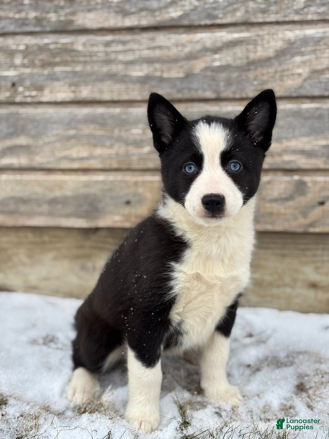 Pomsky dogs for sale: Gwen - Ad 1