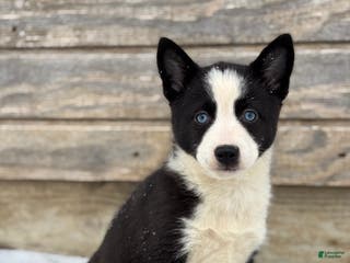 Pomsky dogs Gwen - Ad 5