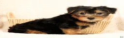 Yorkshire Terrier dogs for sale: Frisky - Ad 3