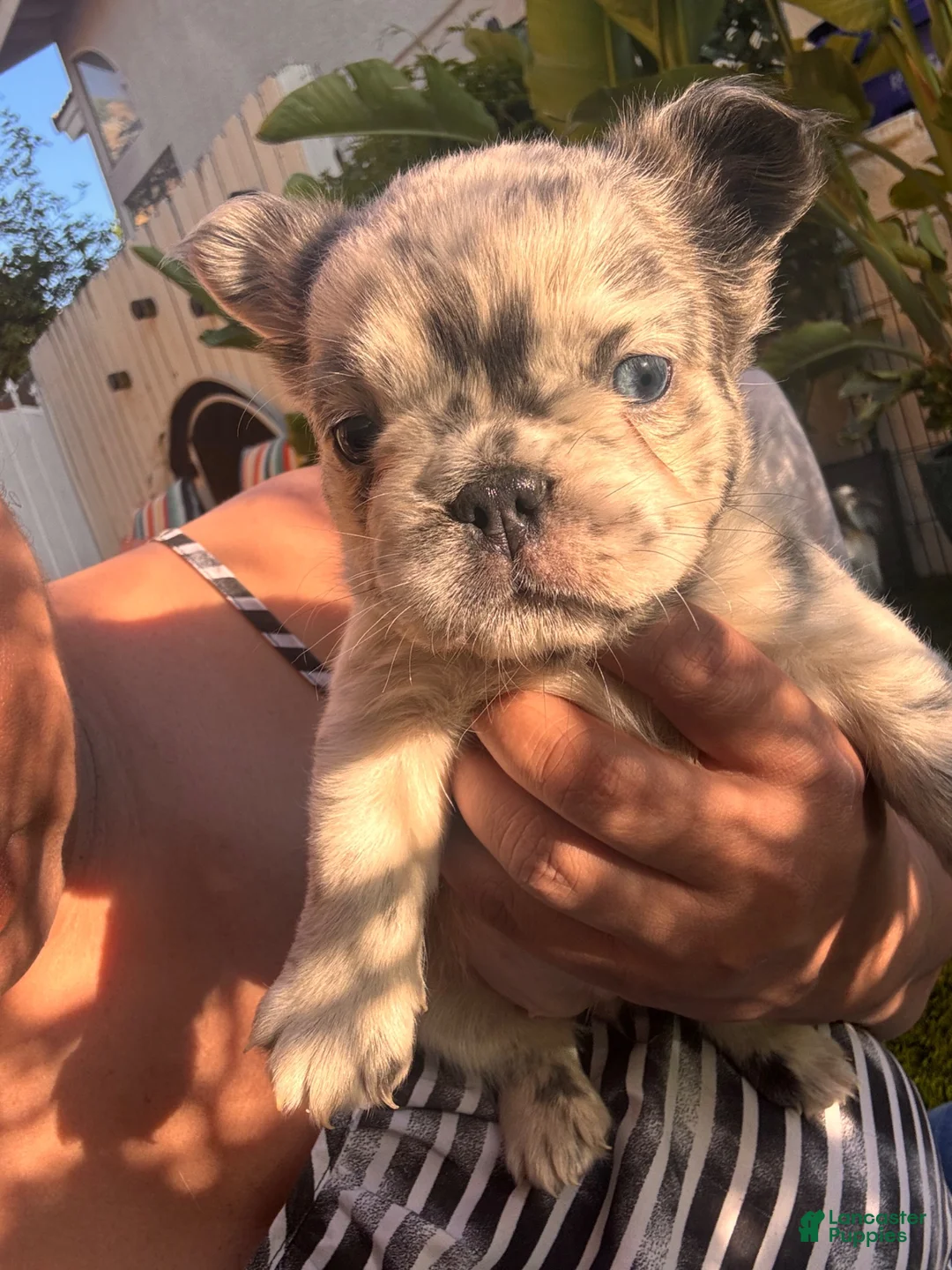 French Bulldog dogs for sale: Naomi - Ad 1