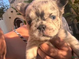 French Bulldog dogs for sale: Naomi - Ad 4