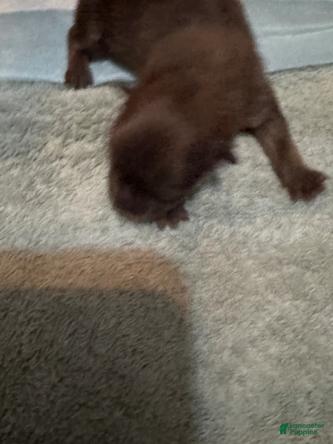 Pomeranian dogs for sale: Pomeranian Puppy 3 - Ad 2