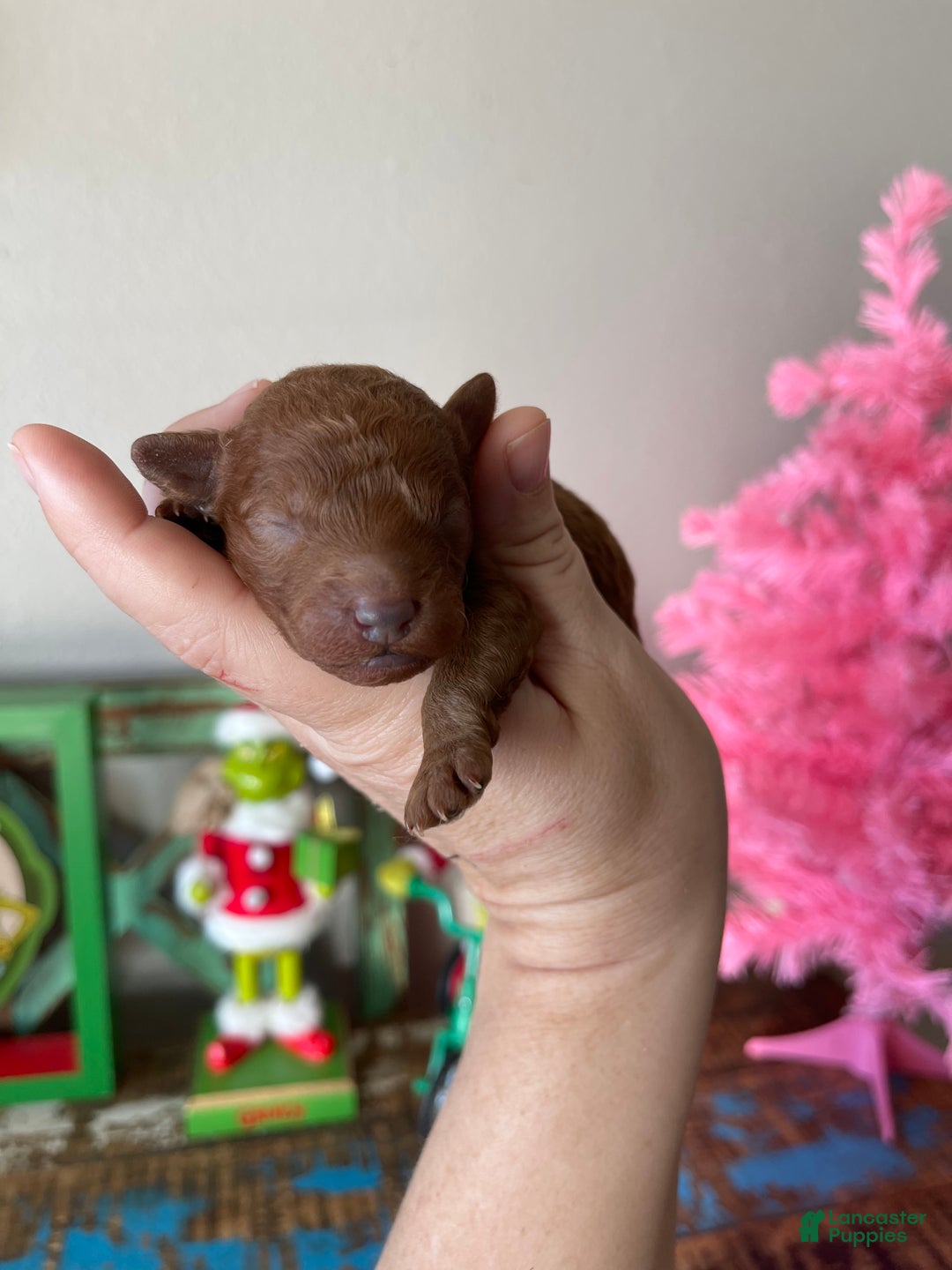 Toy Poodle dogs for sale: Akc bred color Red Boy 1 - Ad 3
