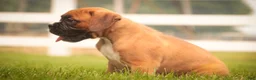 Boxer dogs for sale: Cassie - Ad 8