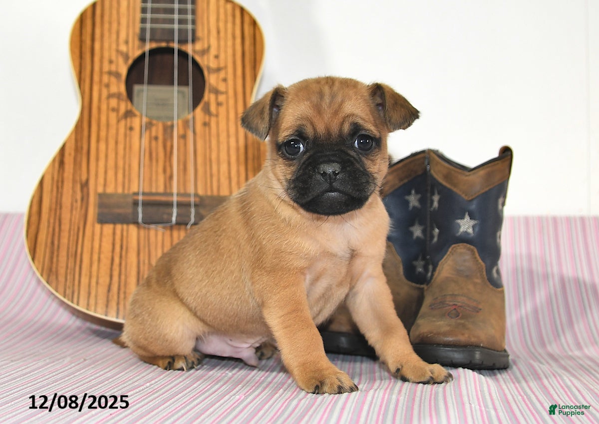 Jug dogs Arlo - Ad 8