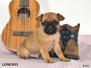 Jug dogs Arlo - Ad 39