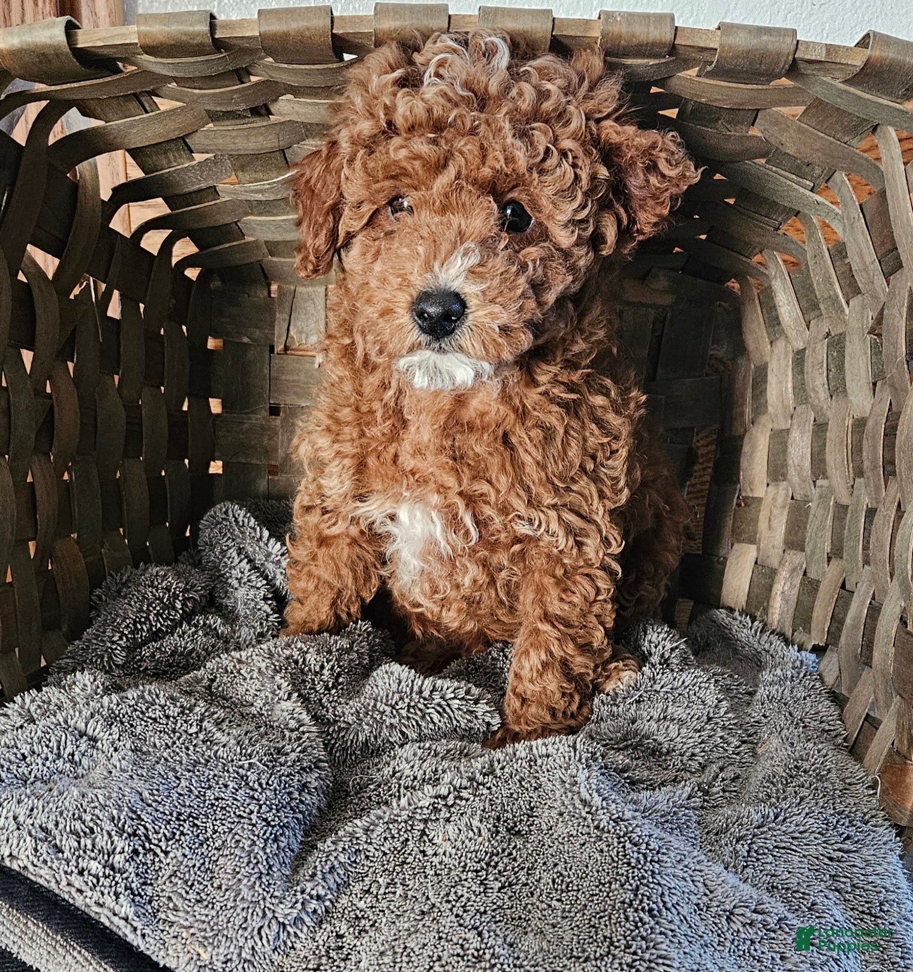 Miniature Poodle dogs Chase  - Ad 14