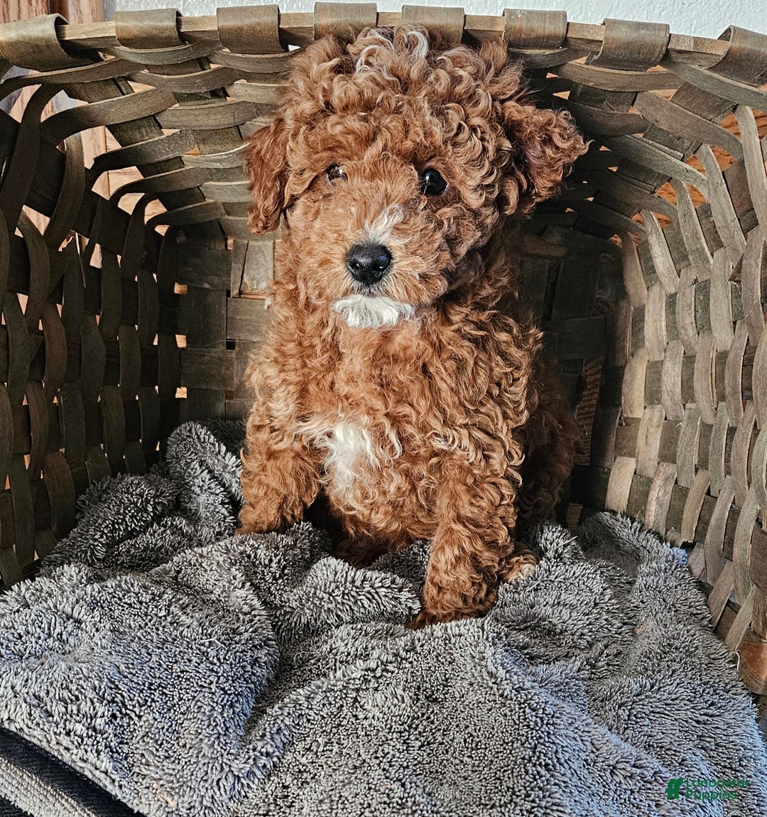 Miniature Poodle dogs for sale: Chase  - Ad 1