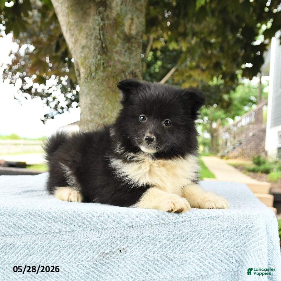 Pomsky dogs Georgia - Ad 2