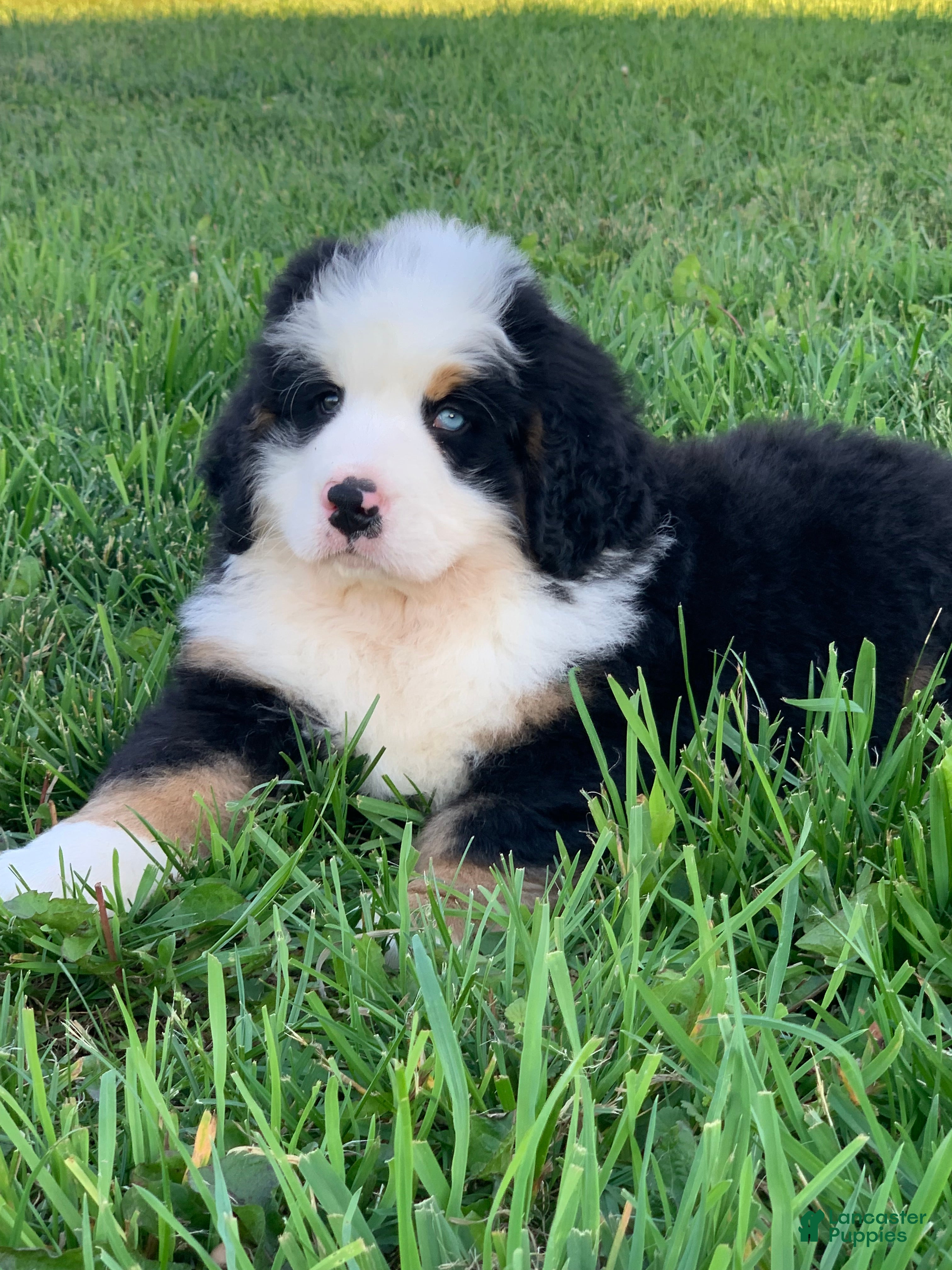 Bernese Mountain Dog dogs Rambo  - Ad 1