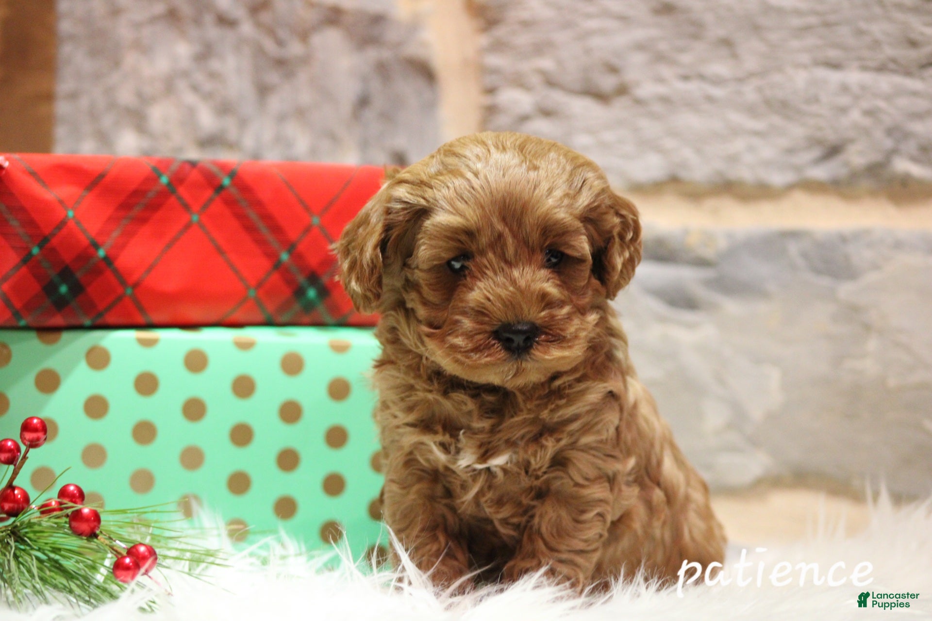 Cavapoo dogs Paitence - Ad 33