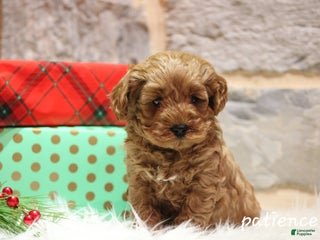 Cavapoo dogs Paitence - Ad 17