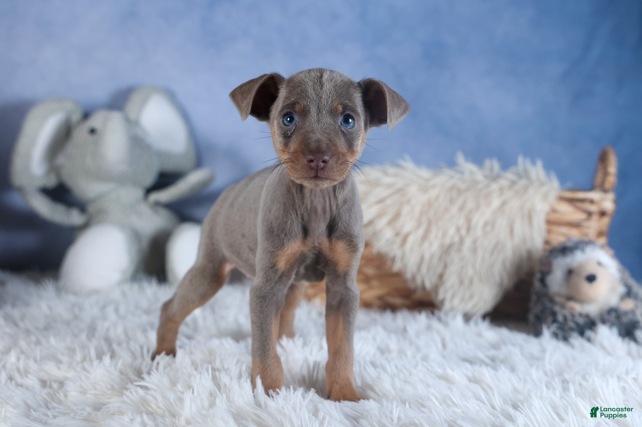 Miniature Pinscher dogs ALEX - Ad 2