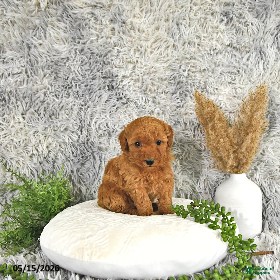 Toy Poodle dogs for sale: Jasper - Ad 2