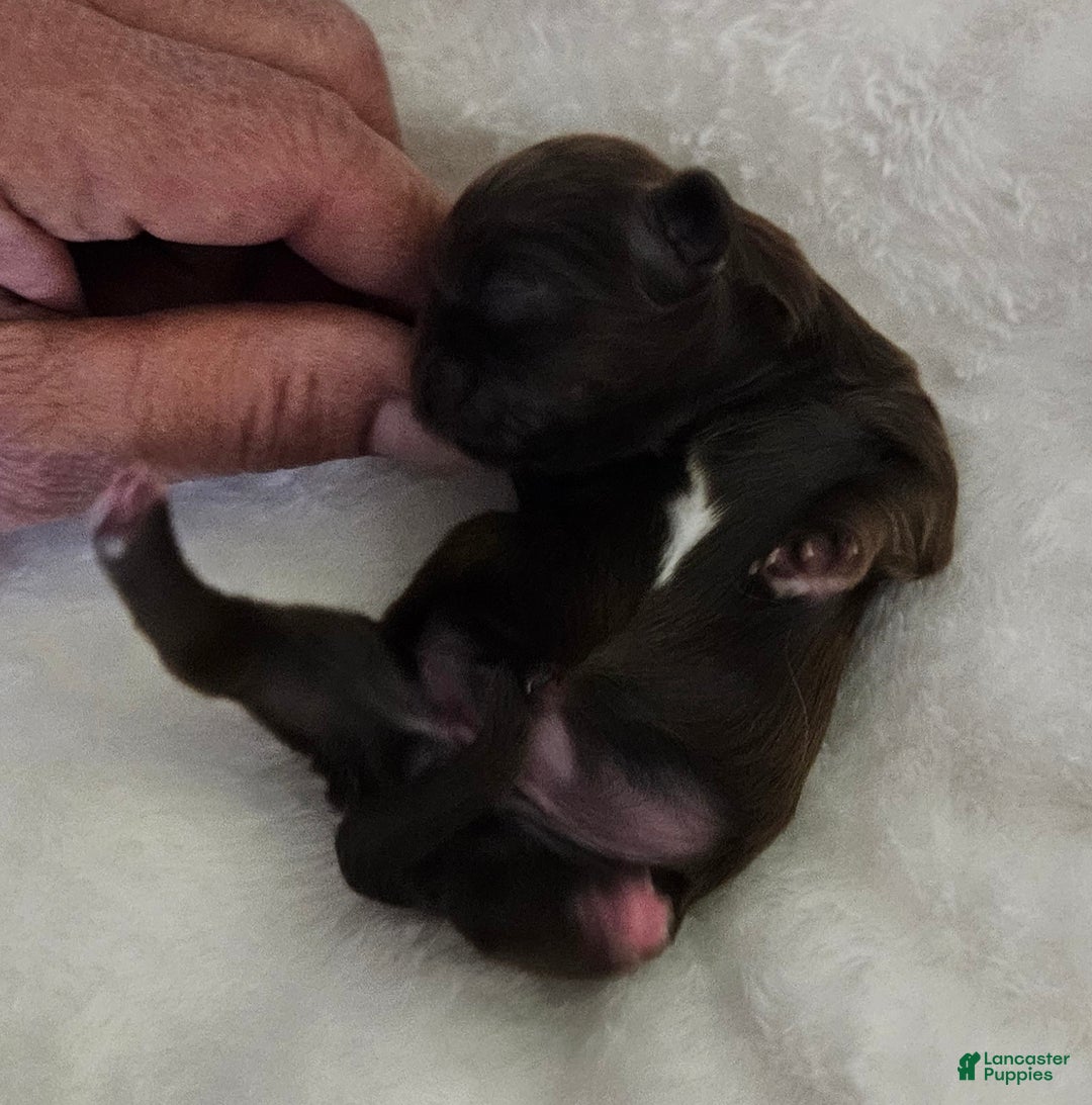 Shih Tzu dogs for sale: Shih Tzu Puppy 2 - Ad 1