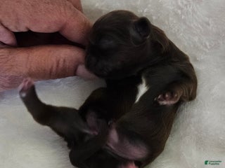 Shih Tzu dogs for sale: Shih Tzu Puppy 2 - Ad 3