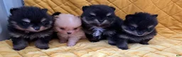 Pomeranian dogs for sale: Kenny - Ad 24