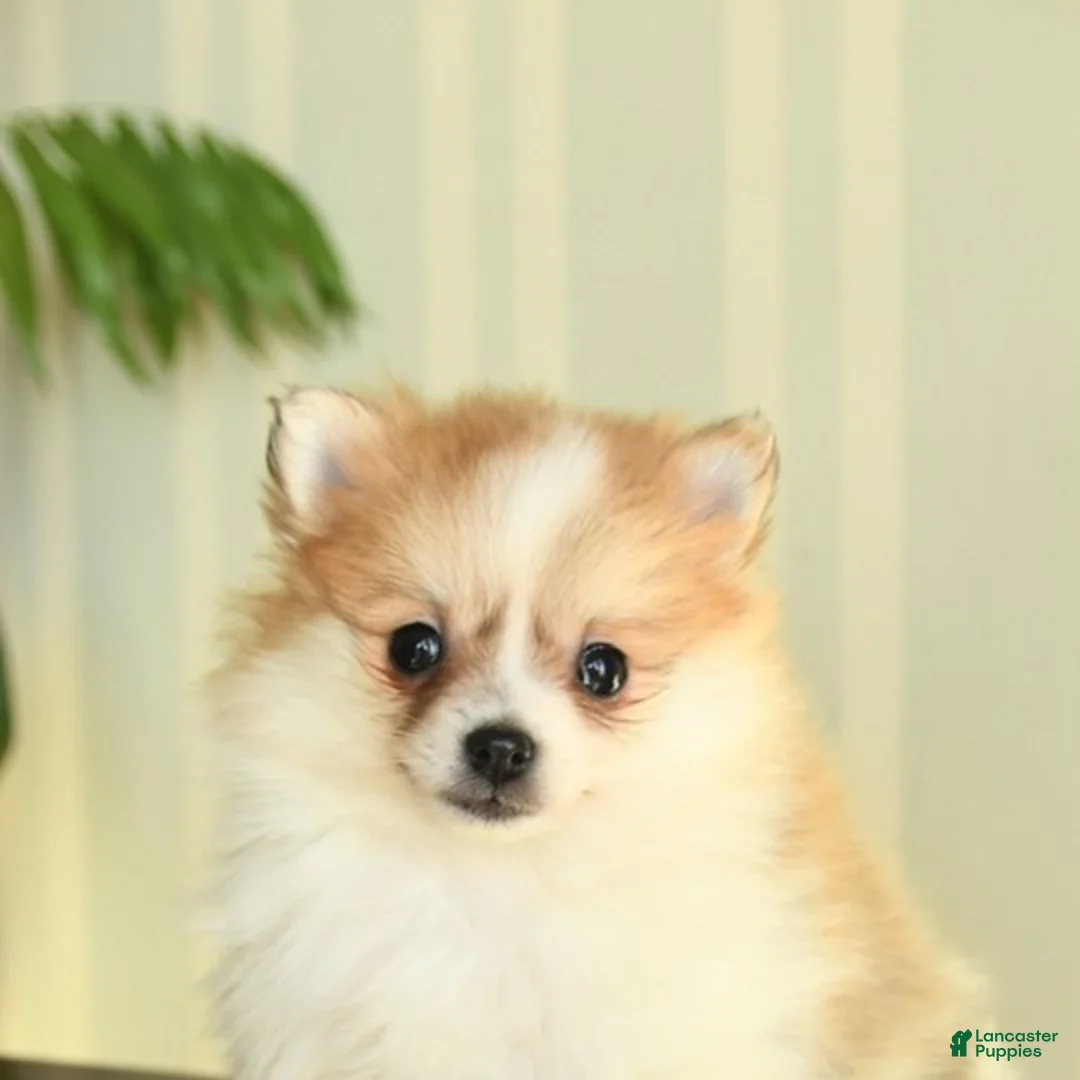 Pomeranian dogs for sale: Cupcake - Ad 2