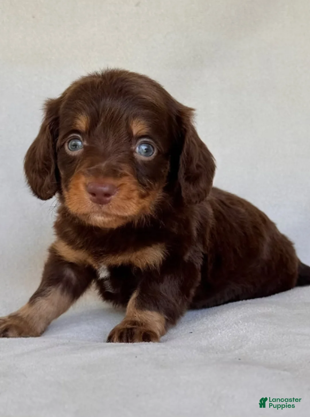 Dachshund dogs for sale: Dachshund Puppy 1 - Ad 1