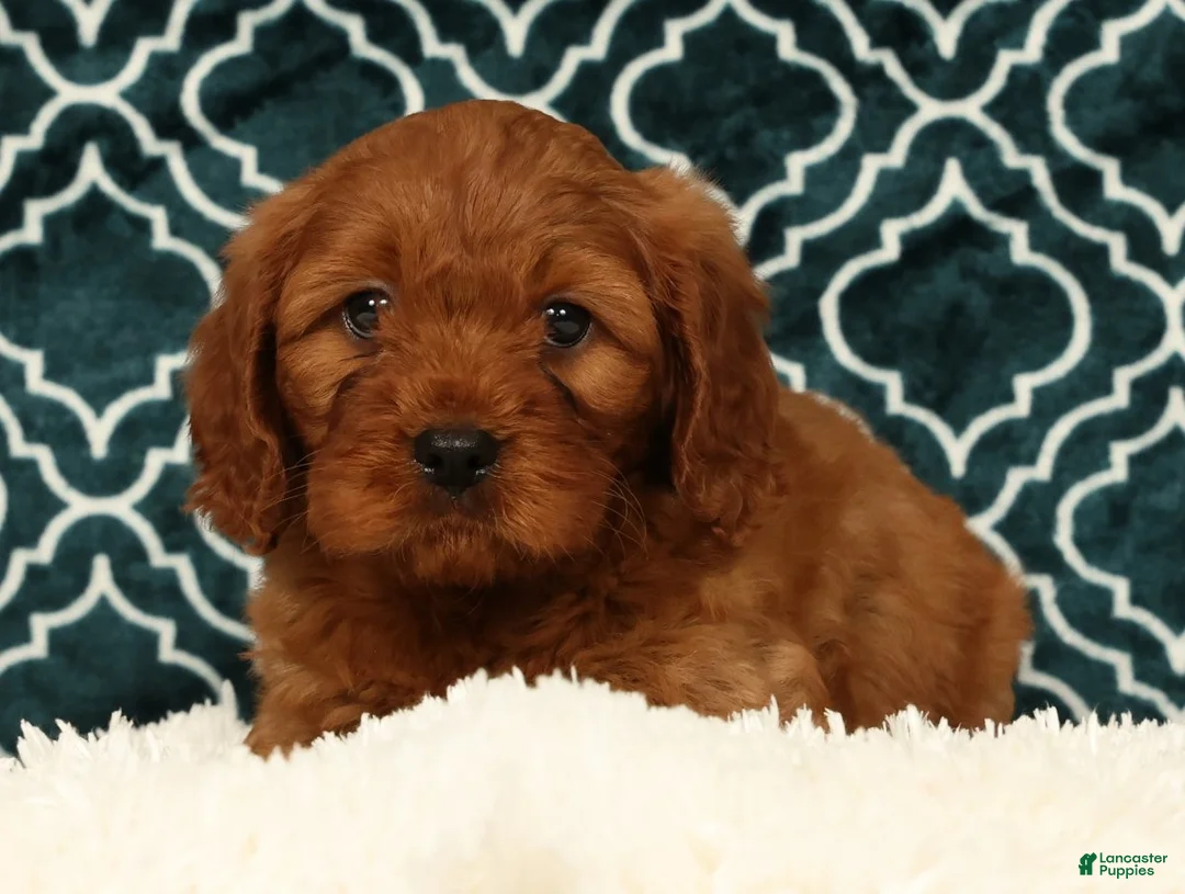 Cavapoo dogs for sale: Barney - Ad 1