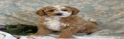 Mini Goldendoodle dogs for sale: Caram - Ad 2