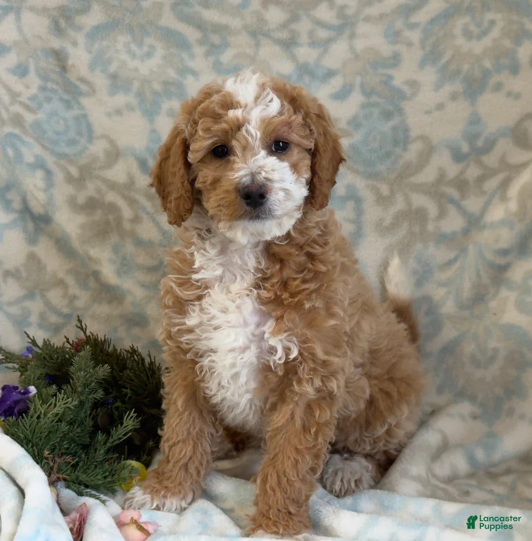Mini Goldendoodle dogs for sale: Caram - Ad 2
