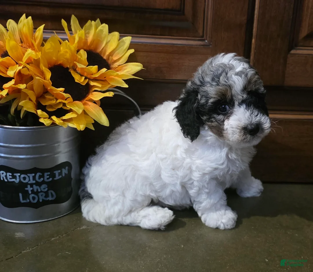 Toy Poodle dogs for sale: Hunter Toy Poodle  - Ad 2