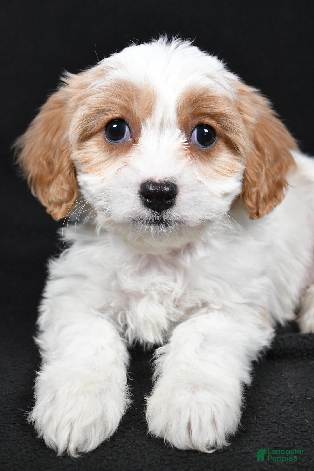 Cavachon dogs for sale: Olive - Ad 3