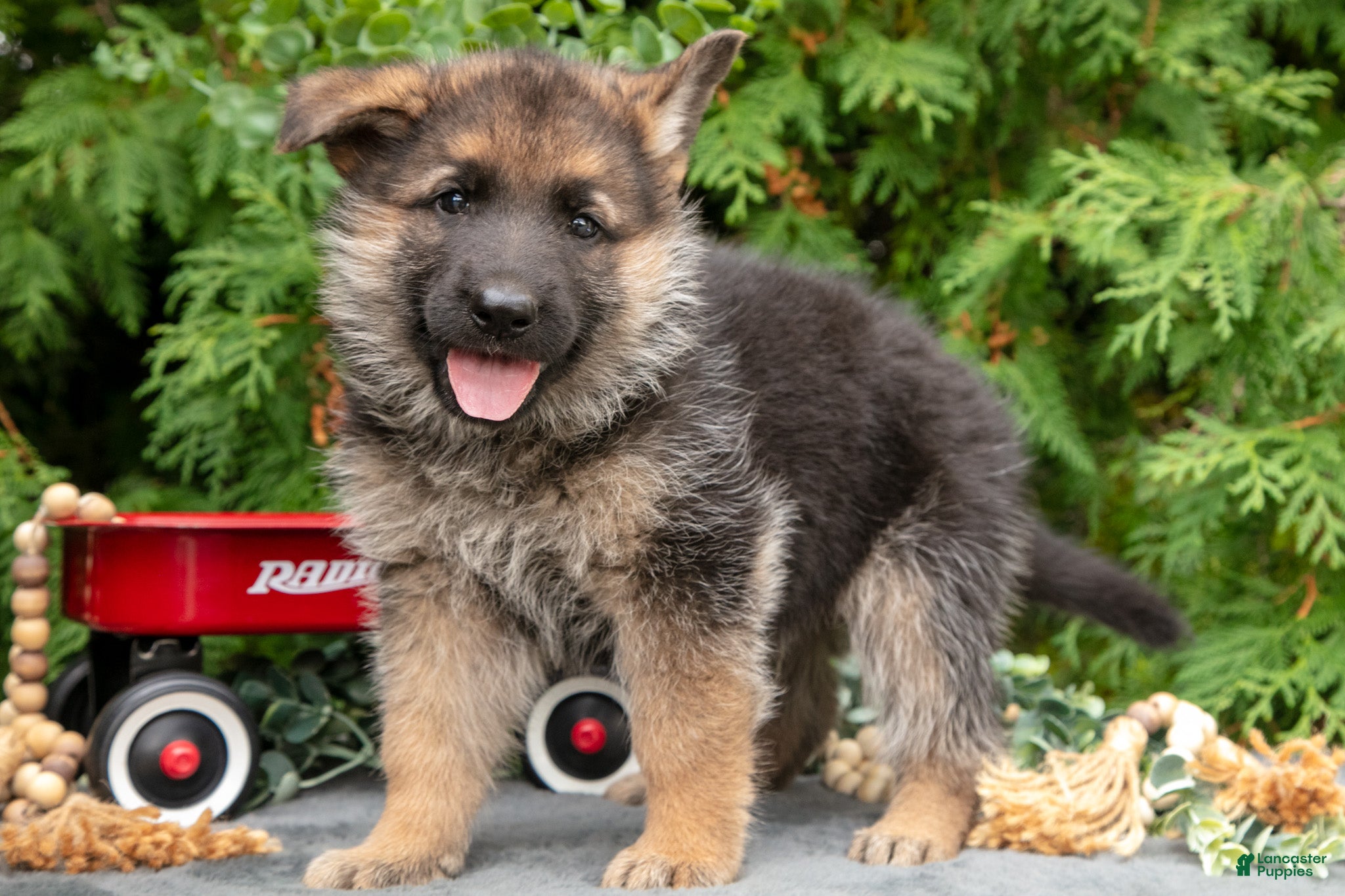 Vox (German Shepherd, Male) in Bremen, IN
