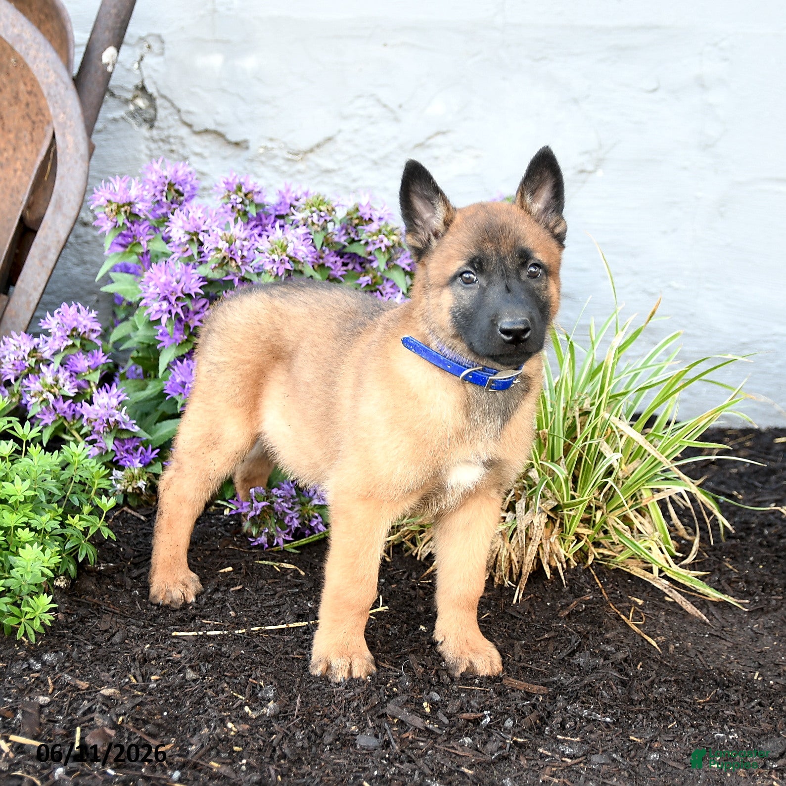 Belgian Malinois dogs Chief - Ad 1