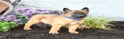 Belgian Malinois dogs for sale: Chief - Ad 1