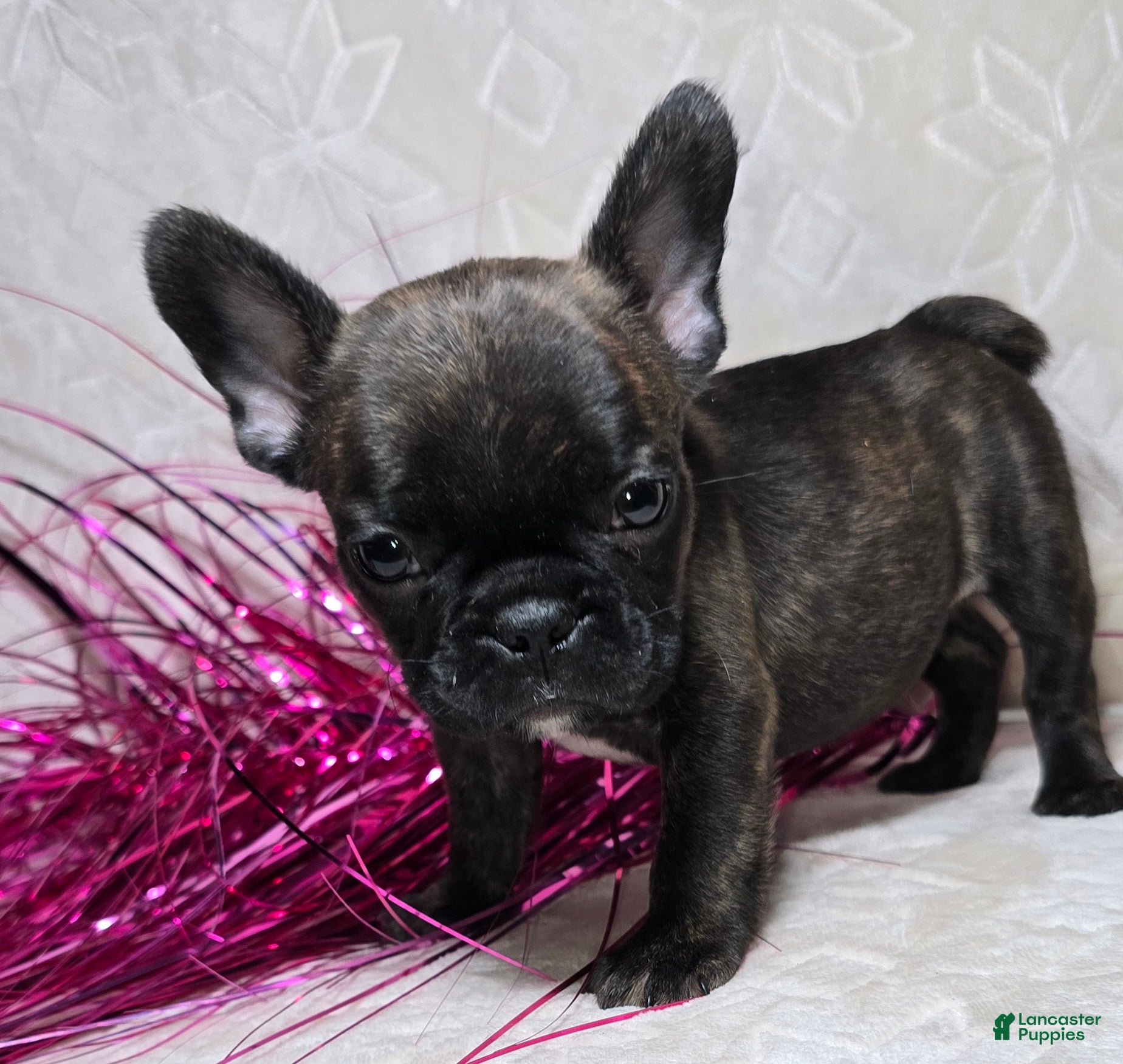 French Bulldog dogs Samson - Ad 5
