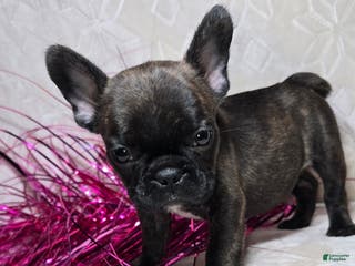 French Bulldog dogs Samson - Ad 5