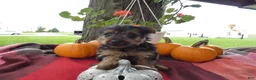 Yorkshire Terrier dogs for sale: Yorkshire Terrier 3 Charm - Ad 4