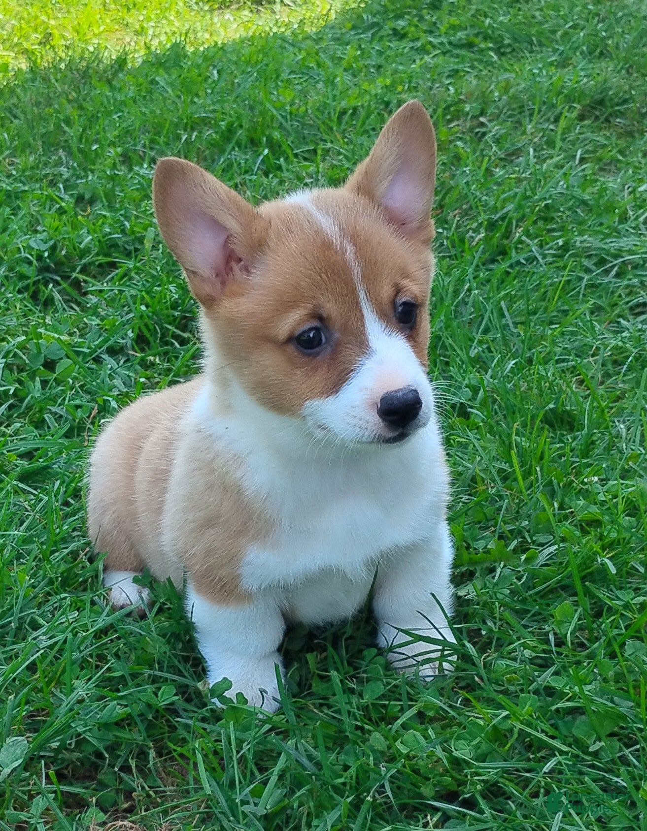 Welsh Corgi Pembroke dogs Aspen - Ad 1
