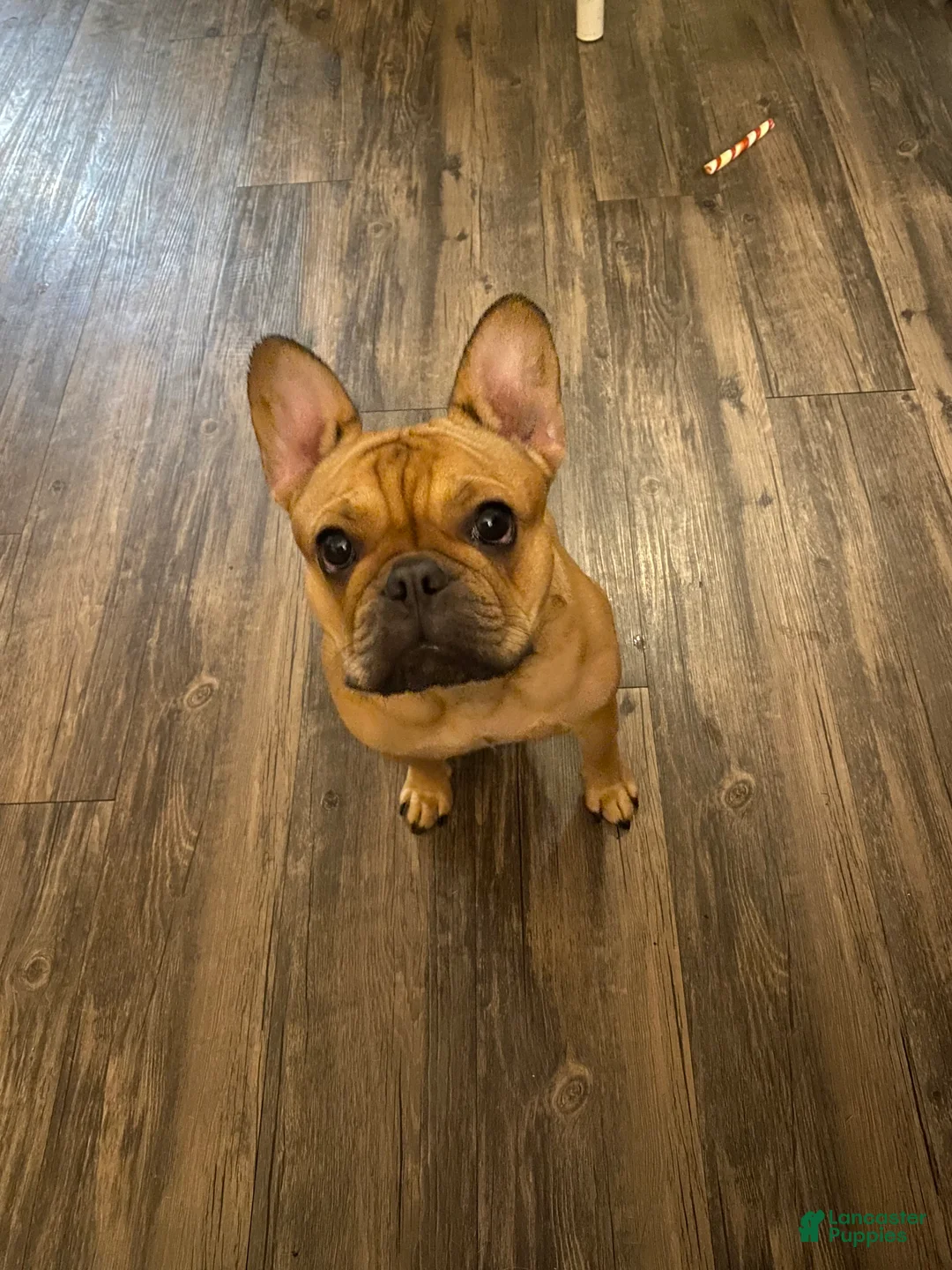 French Bulldog dogs for sale: French Bulldog Puppy 1 - Ad 2