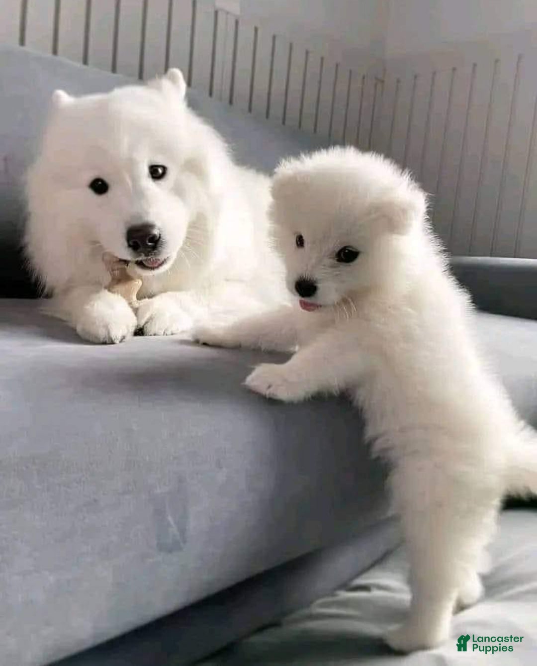 Samoyed dogs for sale: Dante - Ad 1