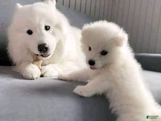 Samoyed dogs Dante - Ad 2