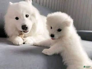 Samoyed dogs Dante - Ad 11