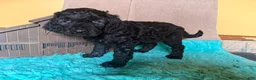 Labradoodle dogs for sale: Labradoodle 3 - Ad 7